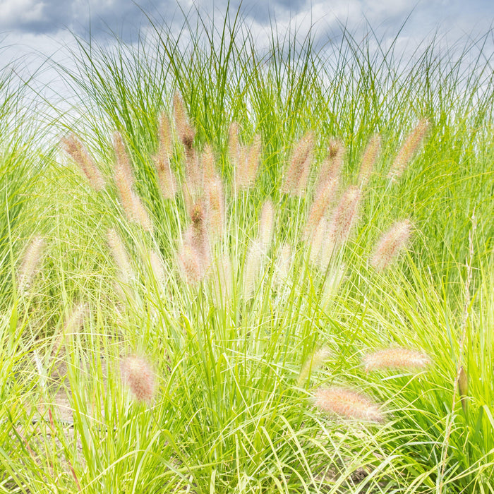 Grass, Lumen Gold™ Fountain Grass