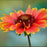 Blanket Flower, Spintop™ Orange Halo Blanket Flower