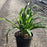 Daylily, Happy Returns Daylily