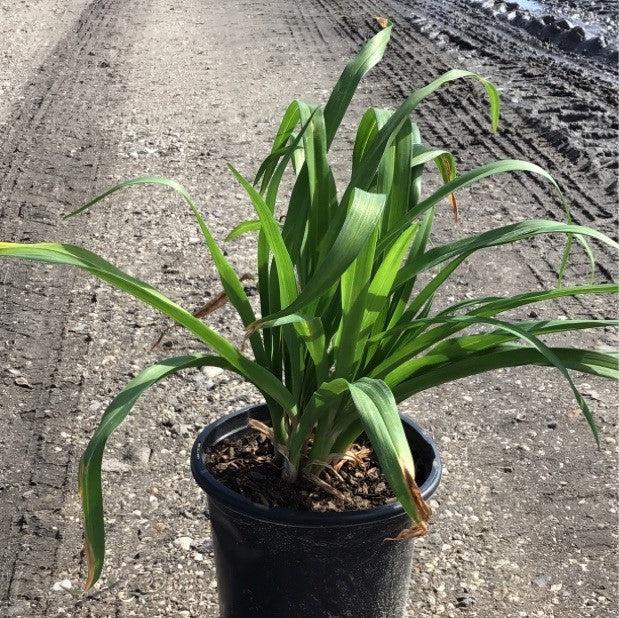 Daylily, Happy Returns Daylily