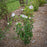 Hibiscus, Bali™ Rose of Sharon Hibiscus