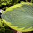 Hosta, Frances Williams Hosta