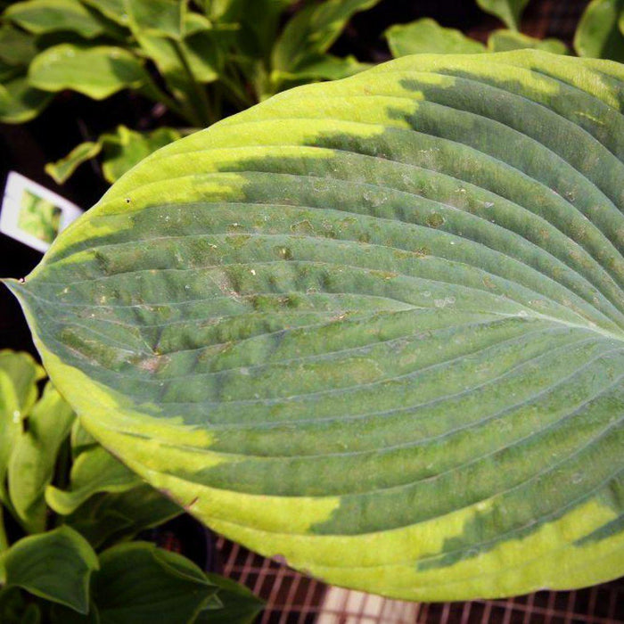 Hosta, Frances Williams Hosta