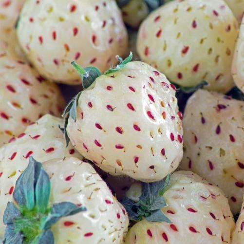 Strawberry, Wonderful Pineberry Strawberry