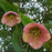 Hellebore, FrostKiss™ Dorothy's Dawn® Lenten Rose