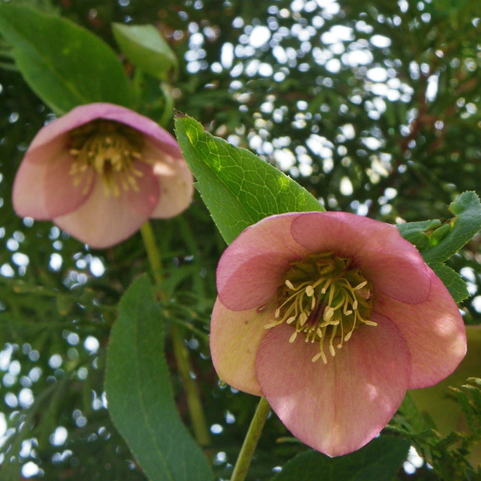 Hellebore, FrostKiss™ Dorothy's Dawn® Lenten Rose