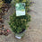 Cedar, Black Dragon Japanese Cedar