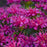 Bee Balm, Pardon My Purple Bee Balm