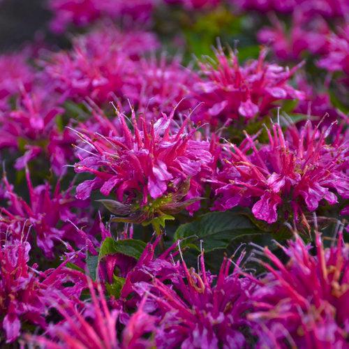 Bee Balm, Pardon My Purple Bee Balm