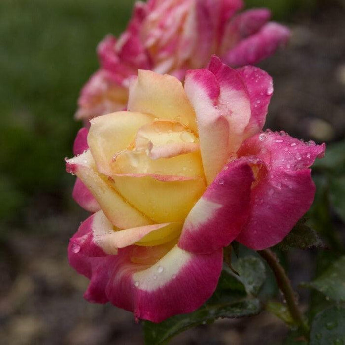 Rose, First Edition® Love & Peace® Rose