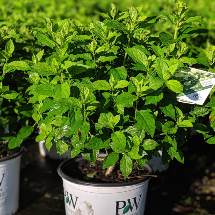 Hydrangea, Proven Winners® Limelight® Paniculata Hydrangea