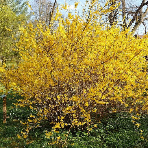Forsythia, Lynwood Gold Forsythia