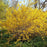 Forsythia, Lynwood Gold Forsythia