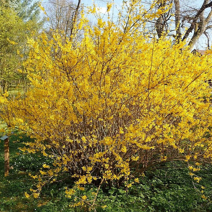 Forsythia, Lynwood Gold Forsythia