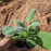 Lamb's Ear, Giant Lamb's Ear
