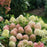 Hydrangea, Proven Winners® Fire Light Tidbit® Hydrangea