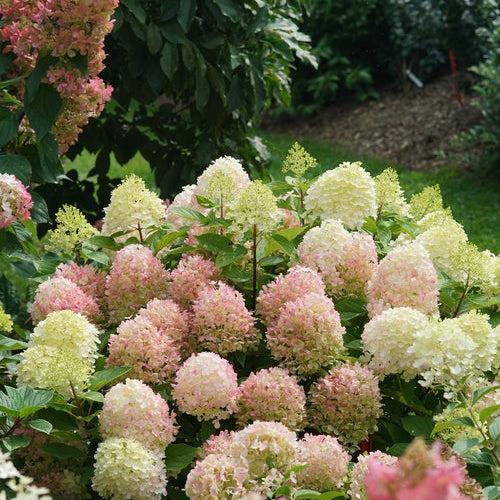 Hydrangea, Proven Winners® Fire Light Tidbit® Hydrangea