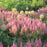 Astilbe, Vision in Pink Chinese Astilbe