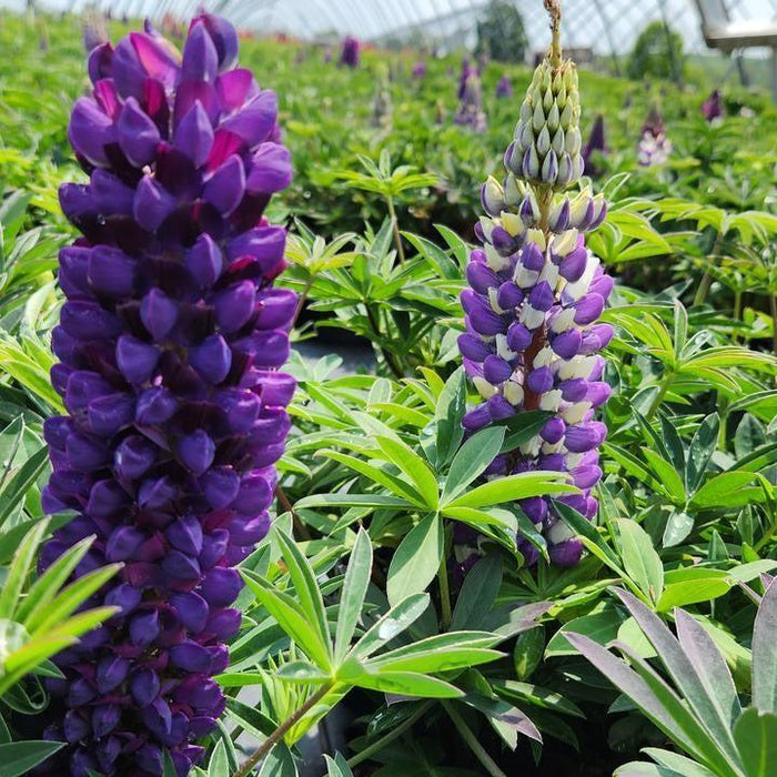 Lupine, Lupini Blue Shades Lupine