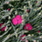 Dianthus, Neon Star Dianthus
