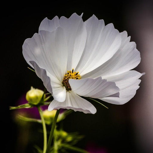 Tickseed, Big Bang™ Polaris Tickseed