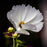 Tickseed, Big Bang™ Polaris Tickseed