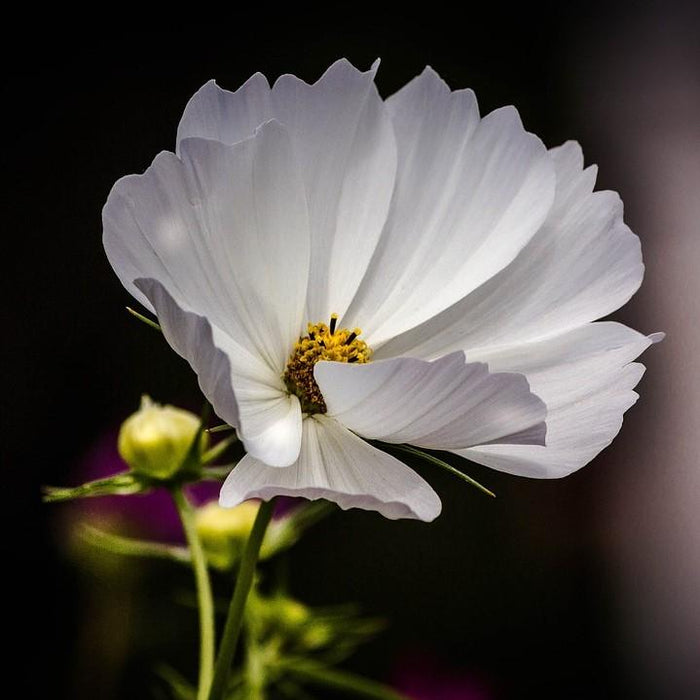 Tickseed, Big Bang™ Polaris Tickseed