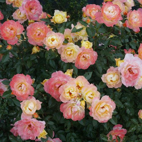Rose, PW® Color Choice® OSO Easy Italian Ice® Rose