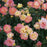 Rose, PW® Color Choice® OSO Easy Italian Ice® Rose