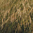 Grass, Tufted Hairgrass