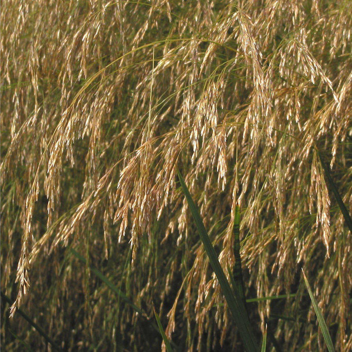 Grass, Tufted Hairgrass