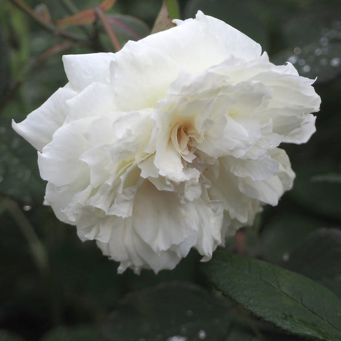 Rosa 'Ausquirk'  - Susan Williams-Ellis® Rose