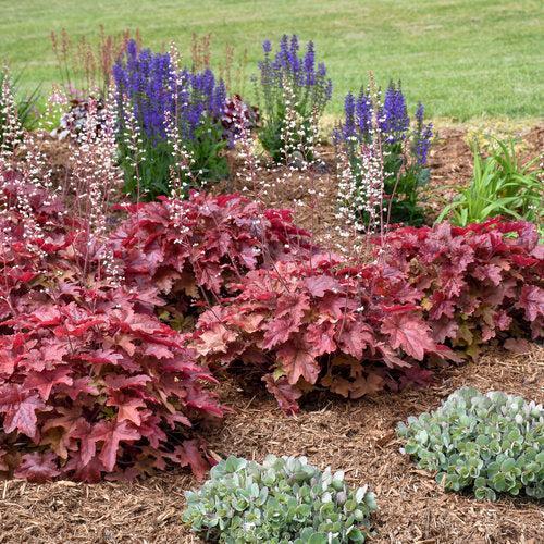 Coral Bells, PW® Fun and Games® Red Rover Coral Bells