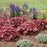 Coral Bells, PW® Fun and Games® Red Rover Coral Bells