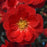 Flowering Quince, PW® Double Take™ Scarlet Flowering Quince