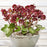 Hellebore, FrostKiss™ Vibey Velvet™ Lenten Rose