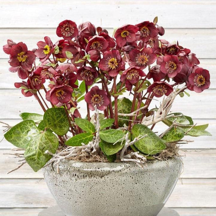 Hellebore, FrostKiss™ Vibey Velvet™ Lenten Rose