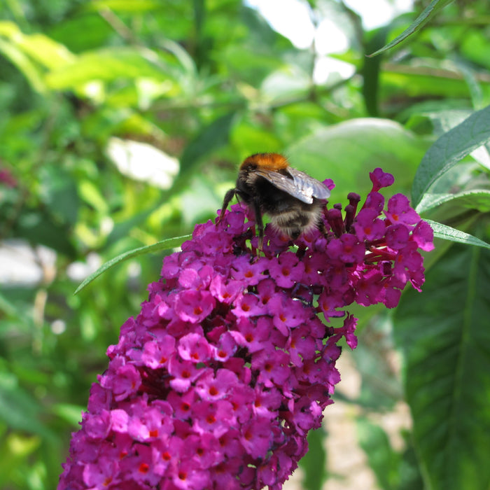 Butterfly Bush, Bloomin' Easy® Birthday Cake™ Butterfly Bush