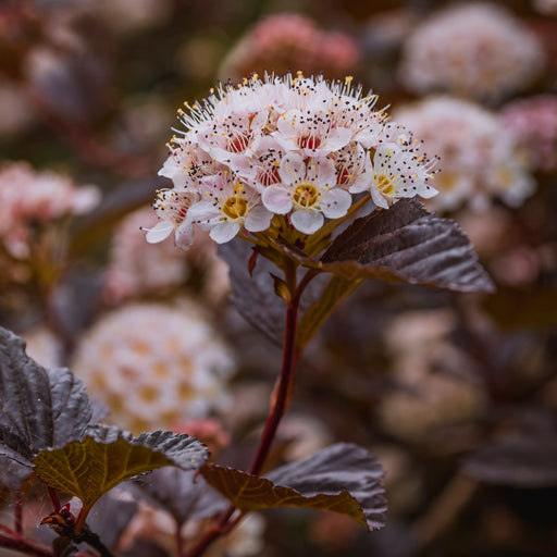 Ninebark, Bloomin' Easy® Panther Ninebark