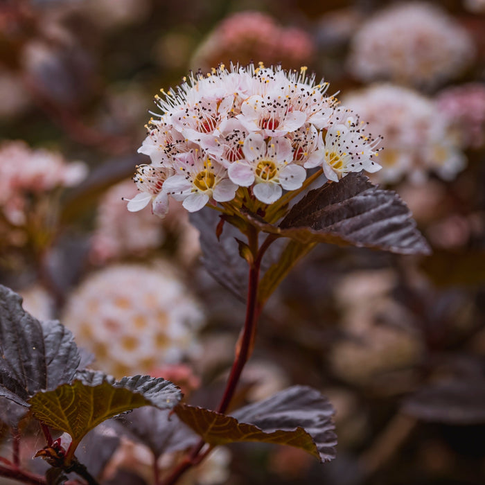 Ninebark, Bloomin' Easy® Panther Ninebark