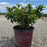 Azalea, Encore Autumn Majesty Azalea