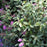 Spiraea japonica 'Little Princess'  - Little Princess Spirea