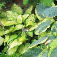Hosta, Island Breeze Hosta