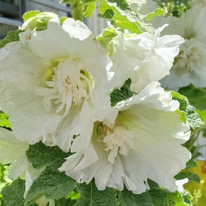 Hollyhock, Spring Celebrities™  White Hollyhock