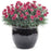 Dianthus, Fruit Punch® Black Cherry Frost Dianthus