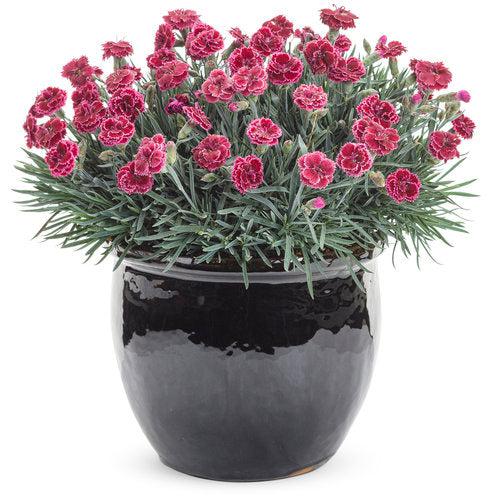 Dianthus, Fruit Punch® Black Cherry Frost Dianthus