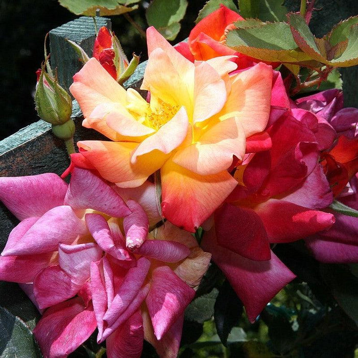 Rose, Joseph's Coat Climbing Rose