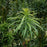 Plum Yew, Fastigiata Upright Japanese Plum Yew