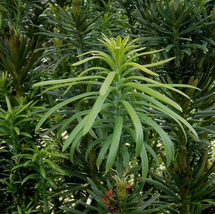Plum Yew, Fastigiata Upright Japanese Plum Yew