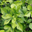 Hibiscus, PW® Paraplu Adorned® Rose of Sharon